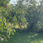 You Pick