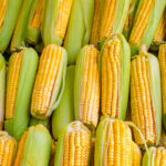 South Vienna Corn Festival
