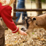 Mini Petting Zoo